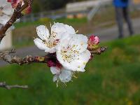 Bild 33 (95 Bildaufrufe)