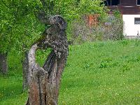 Bild 3 (76 Bildaufrufe)