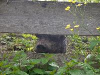 Bild 16 (72 Bildaufrufe)