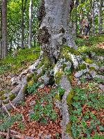Bild 2 (85 Bildaufrufe)