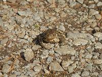 Bild 3 (97 Bildaufrufe)