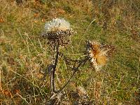 Bild 11 (64 Bildaufrufe)