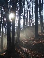 Bild 10 (85 Bildaufrufe)