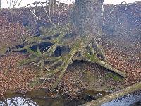 Bild 14 (59 Bildaufrufe)