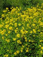 Bild 8 (91 Bildaufrufe)