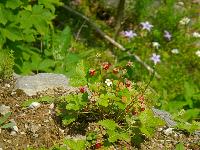 Bild 17 (115 Bildaufrufe)
