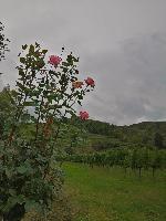 Bild 4 (56 Bildaufrufe)