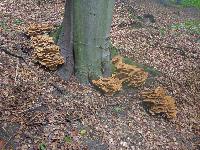 Bild 5 (55 Bildaufrufe)