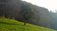 Bild 2 (56 Bildaufrufe)