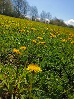 Bild 2 (36 Bildaufrufe)