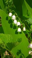 Bild 6 (53 Bildaufrufe)