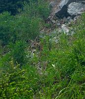 Bild 28 (77 Bildaufrufe)