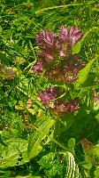 Bild 21 (95 Bildaufrufe)