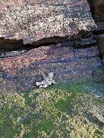 Bild 17 (57 Bildaufrufe)