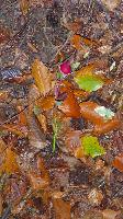 Bild 10 (25 Bildaufrufe)