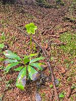 Bild 6 (29 Bildaufrufe)