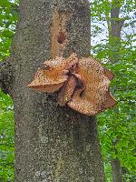 Bild 11 (13 Bildaufrufe)