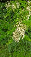 Bild 15 (12 Bildaufrufe)