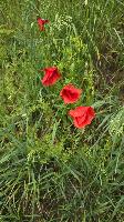 Bild 17 (10 Bildaufrufe)