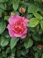 Bild 18 (11 Bildaufrufe)
