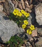Schneeberg (31 Bildaufrufe)