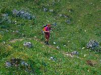 Sparber (15 Bildaufrufe)