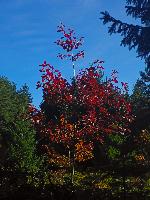 Silberne Birn (15 Bildaufrufe)