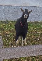 Plambacheck (32 Bildaufrufe)