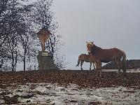 Gaisberg (35 Bildaufrufe)