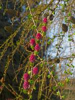 Rainberg (24 Bildaufrufe)