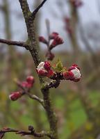 Kagelsberg (19 Bildaufrufe)