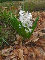 Edlitzberg (15 Bildaufrufe)