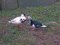 Edlitzberg (8 Bildaufrufe)