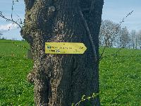 Forst am Berg (21 Bildaufrufe)