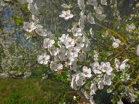 Forst am Berg (20 Bildaufrufe)