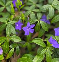 Dunkelstein (16 Bildaufrufe)