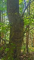 Hochreithspitz (10 Bildaufrufe) Hochreithspitz (10 Bildaufrufe)