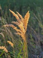 Kuhberg (1 Bildaufruf) Kuhberg (1 Bildaufruf)